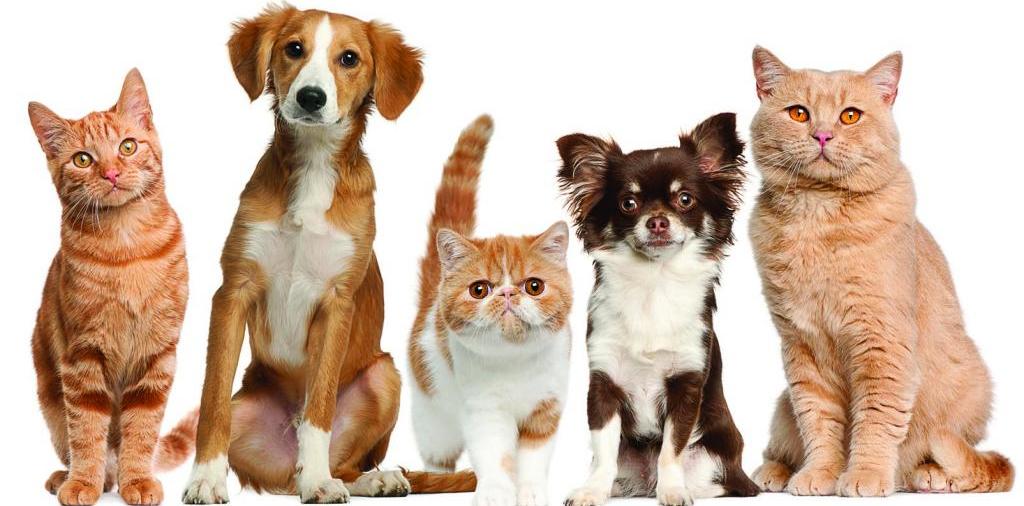 Доска объявлений о животных | ЗооТом - продажа, вязка и услуги для животных в Лесном