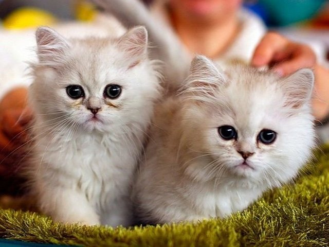 Породы кошек в Лесном | ЗооТом портал о животных