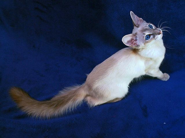 Выведенные породы кошек в Лесном | ЗооТом портал о животных