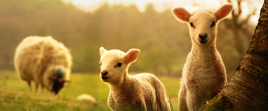 Объявления о сельскохозяйственных животных | ЗооТом - продажа, вязка и услуги для животных в Лесном