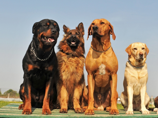 Крупные породы собак в Лесном | ЗооТом портал о животных